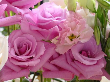 roses mauves